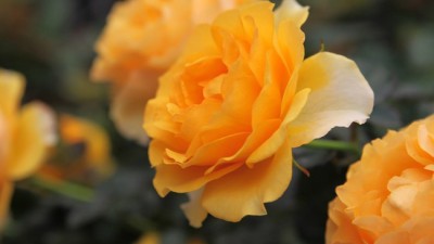 놓치면 후회! 제이제이로즈 꿀딜 & 솔직 후기🌹